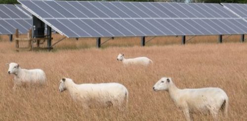 Sheep Grazing Solar Panels